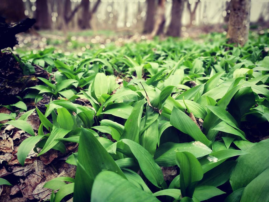 Bärlauch im Wald